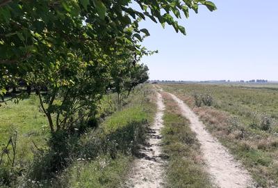 Teren Construcții extravilan de 5000 mp, în Mahmudia - 9