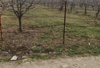 Teren de 2500 mp, în Dragodănești