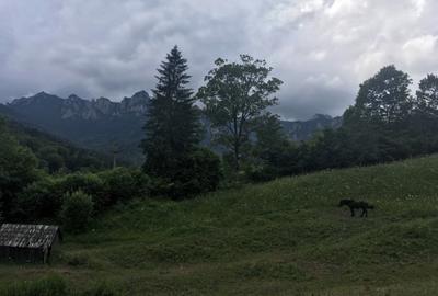 Teren de 10000 mp, în Izvoru - 3