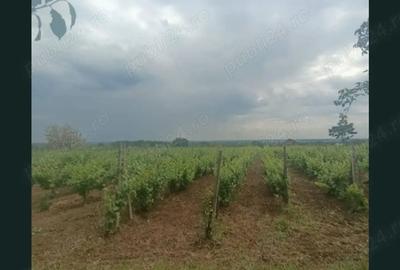 Teren de 1800 mp, în Arva - 7
