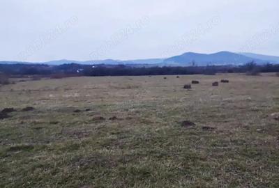 Teren de 9600 mp, în Livezile - 1