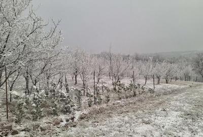 Teren de 5499 mp, în Poiana Tășad - 3