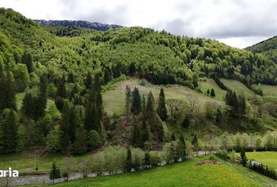 Teren de 48297 mp, în Rucăr - 3
