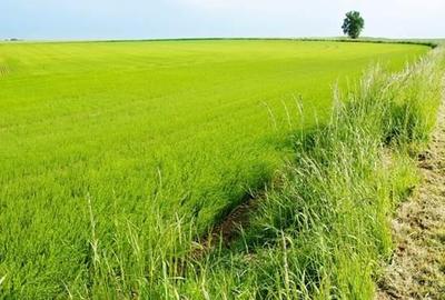 Teren agricol extravilan de 10000 mp, în Jegălia