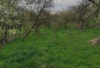Casă cu 2 camere cu Teren 960 Mp în Ardeova - 5