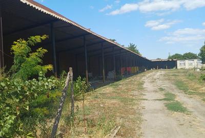 Casă cu 3 camere în Albina - 3