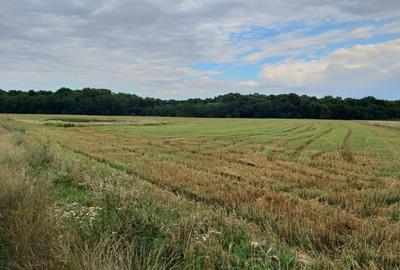 Teren agricol extravilan de 270000 mp, în Bâldana - 5