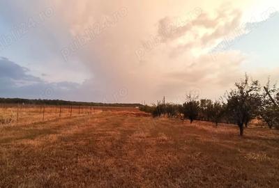 Teren de 800 mp, în Vladimirescu