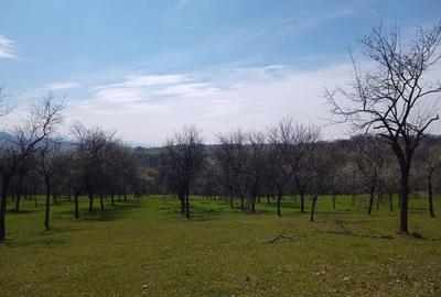 Teren de 17264 mp, în Pietroasa - 7