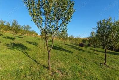 Teren de 11935 mp, în Aluniș - 3