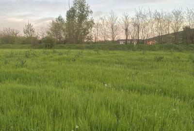 Teren de 2750 mp, în Bucovăț - 4