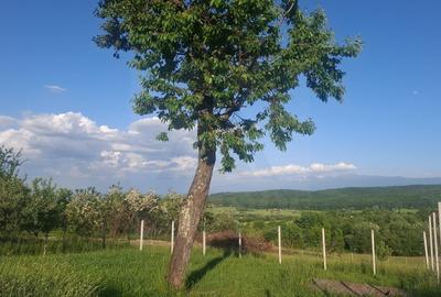 Teren Construcții intravilan de 809 mp, în Exterior Sud - 17