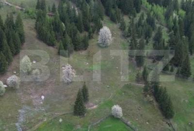 Teren de 16000 mp, în Sadova