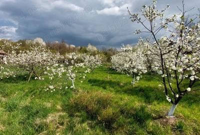 Teren de 5000 mp, în Pietroasa - 7