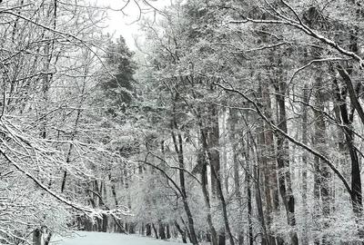 Teren de 12300 mp, în Grebănu - 2