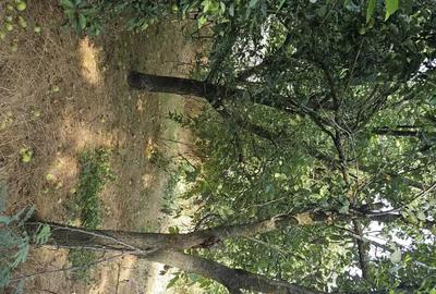 Casă cu 3 camere cu Teren 1066 Mp în Petrăchioaia - 2
