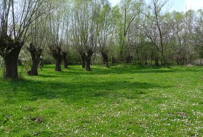 Teren de 3200 mp, în Provița de Sus - 2