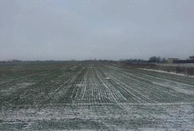 Teren de 5000 mp, în Șag - 3