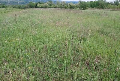 Teren de 5000 mp, în Țigăneștii de Criș - 2