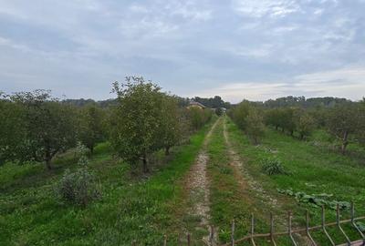 Teren agricol extravilan de 18000 mp, în Boțârlău - 14