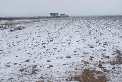 Teren de 5000 mp, în Cărpiniș - 9