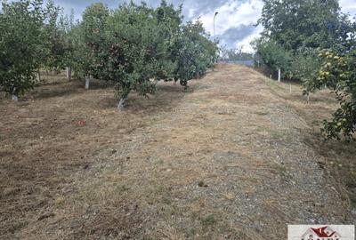 Teren Construcții intravilan de 1436 mp, în Micești