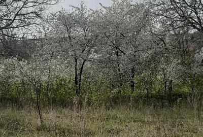 Teren de 9979 mp, în Rediu (Răuseni) - 1