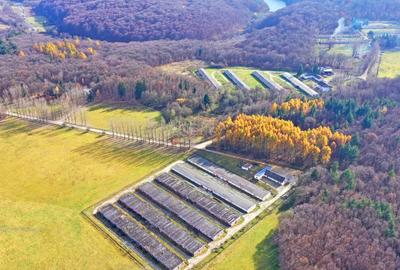 Teren Construcții intravilan de 186000 mp, în Exterior Vest - 14