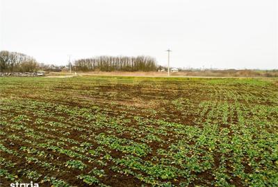 Teren de 5000 mp, în Sânnicolau Român - 9