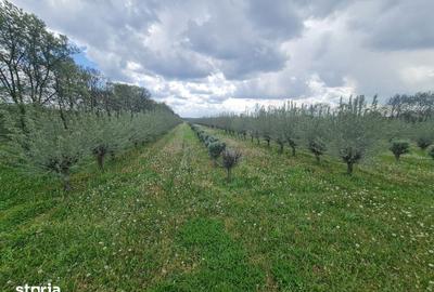 Teren de 410000 mp, în Păuliș - 1