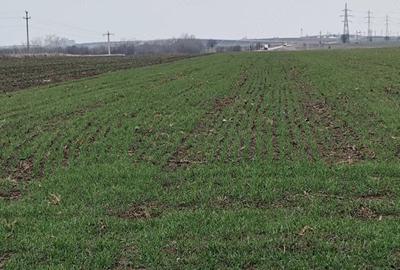 Teren de 5000 mp, în Ghercești - 2