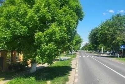 Casă cu 4 camere cu Teren 2700 Mp în Băneasa - 7