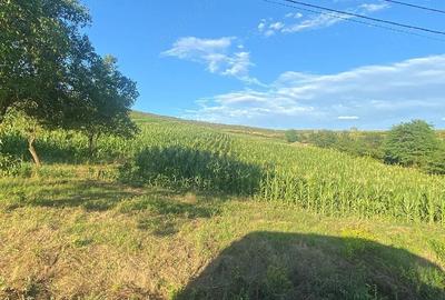Teren de 5000 mp, în Central
