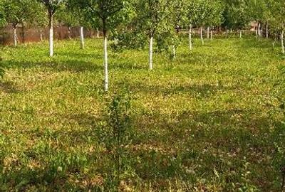 Casă cu 3 camere cu Teren 1200 Mp în Făget - 9