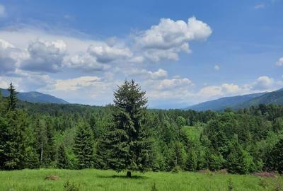 Teren de 15000 mp, în Câmpu lui Neag