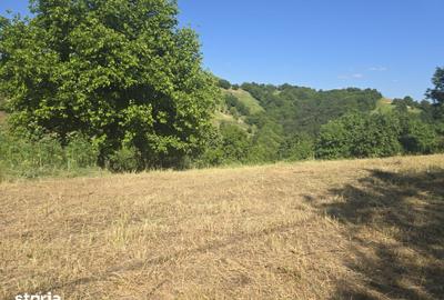 Teren de 150000 mp, în Cerbăl