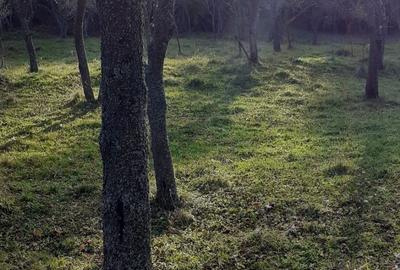 Teren de 5900 mp, în Vălișoara - 10