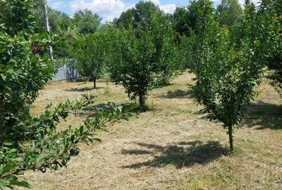 Casă individuală cu 2 camere cu Teren 4500 Mp în Ionești - 7