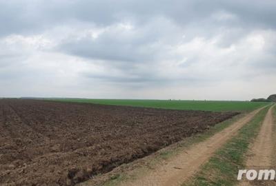 Teren de 27500 mp, în Belciugatele - 9