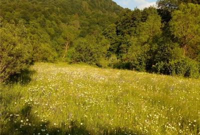 Teren de 6000 mp, în Crasna