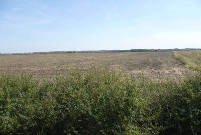 Teren Construcții de 40000 mp, în Aradului - 5