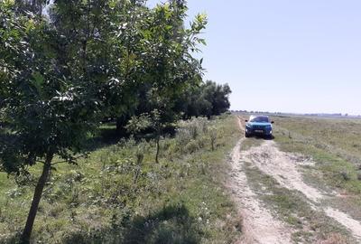 Teren Construcții extravilan de 5000 mp, în Mahmudia - 10