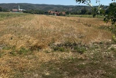 Teren de 3100 mp, în Brusturi
