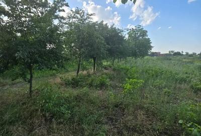Teren de 2300 mp, în Petrești
