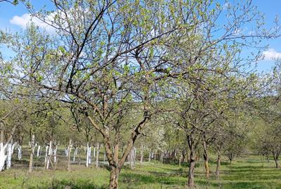 Casă cu 4 camere în Herneacova - 5