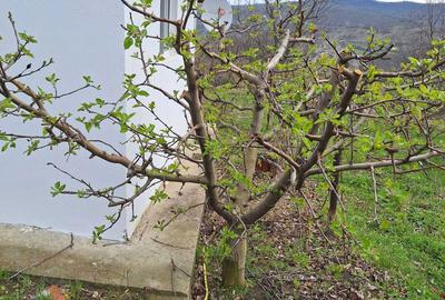 Casă cu 2 camere în Murgești - 8