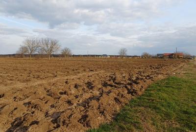 Teren agricol intravilan de 5093 mp, în Moara Vlăsiei