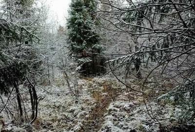 Teren de 6100 mp, în Paltin - 2