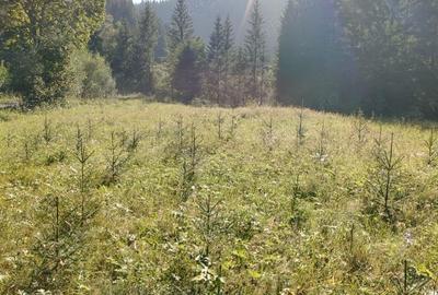 Teren de 3800 mp, în Capu Corbului - 1