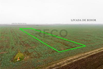 Teren intravilan de 5800 mp, în Livada de Bihor - 8